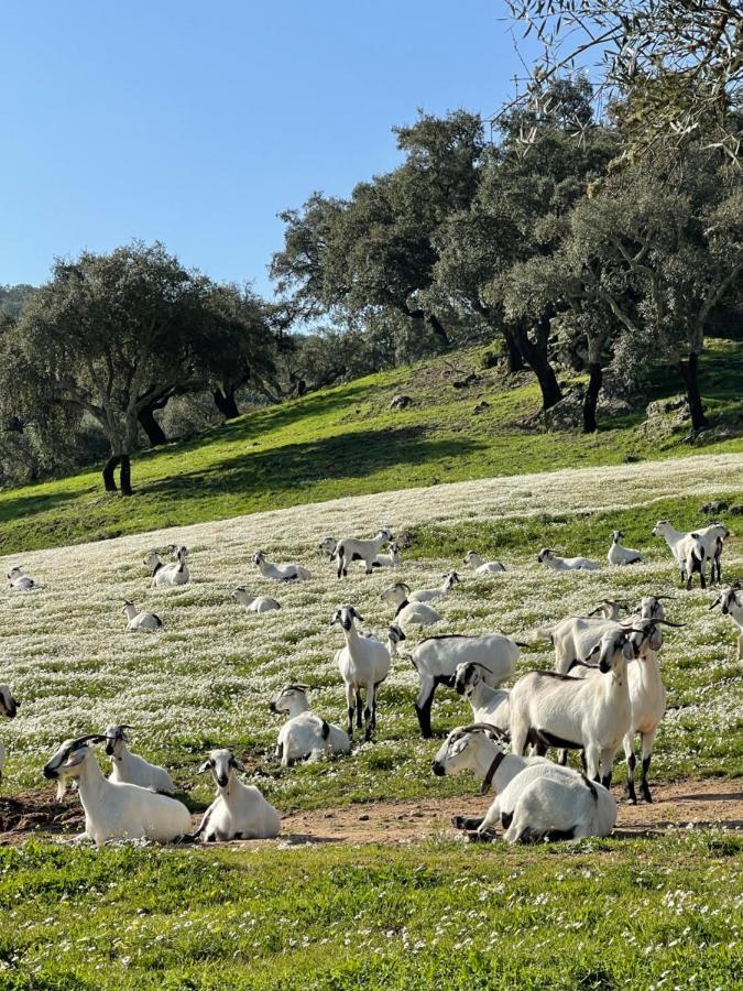 Monte Dos Pensamentos - Turismo Rural Estremoz Exterior foto