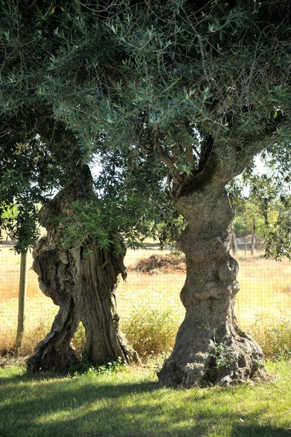 Monte Dos Pensamentos - Turismo Rural Estremoz Exterior foto